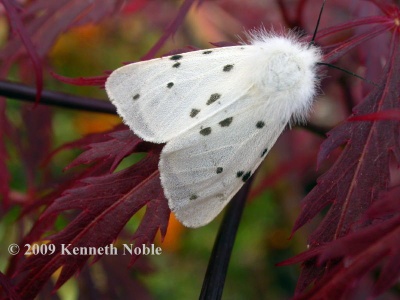Muslin moth, female (Diaphora mendica) Kenneth Noble